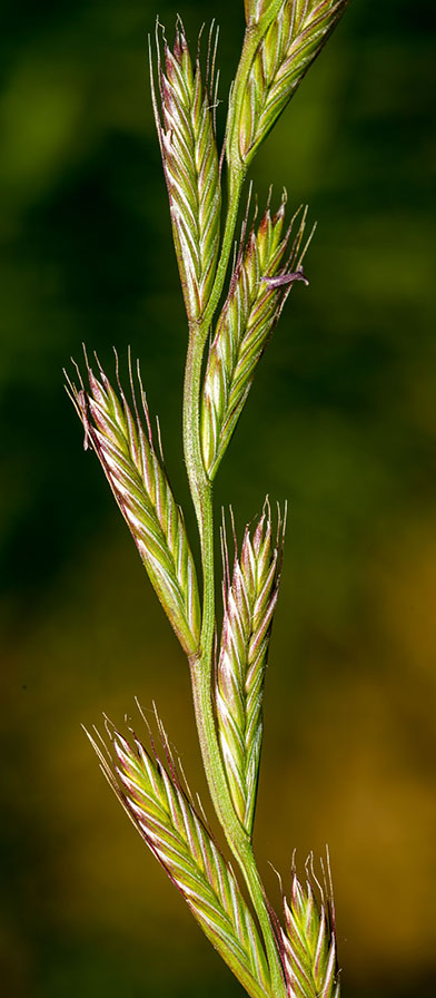 Elymus repens